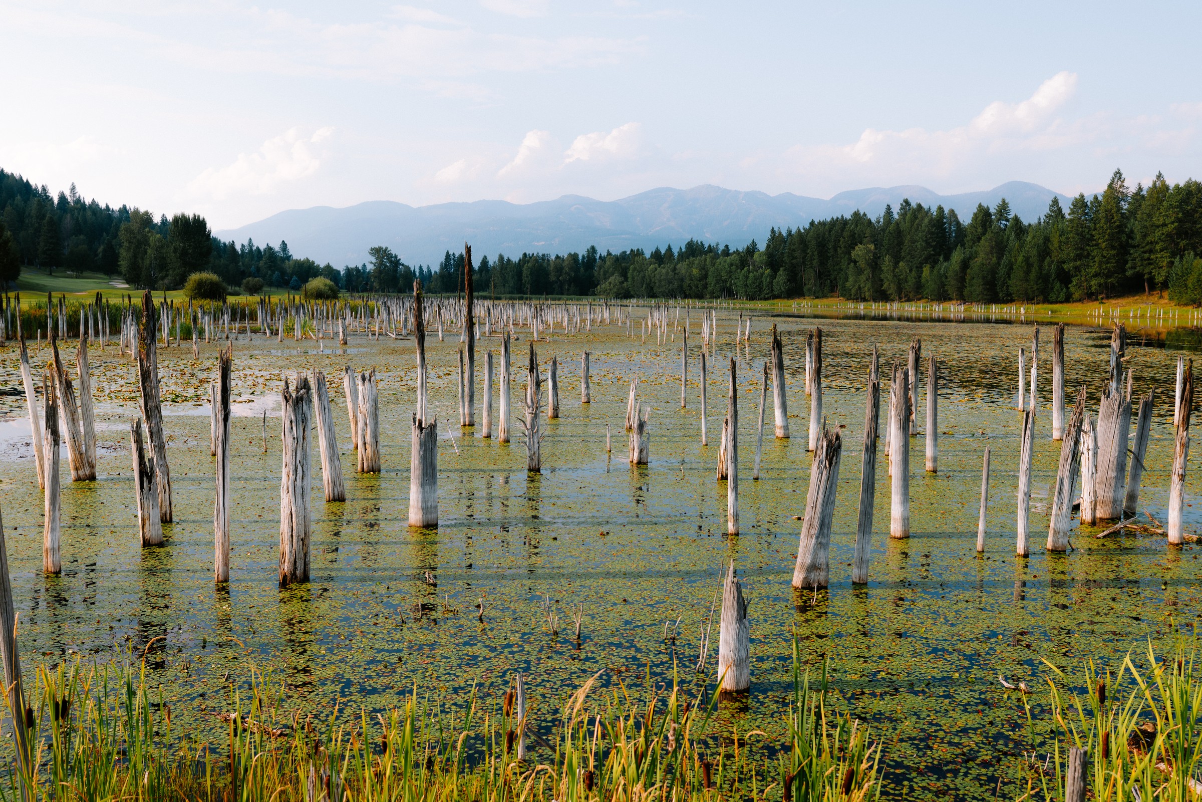 Elsewhere — flooded marsh, standing dead trees