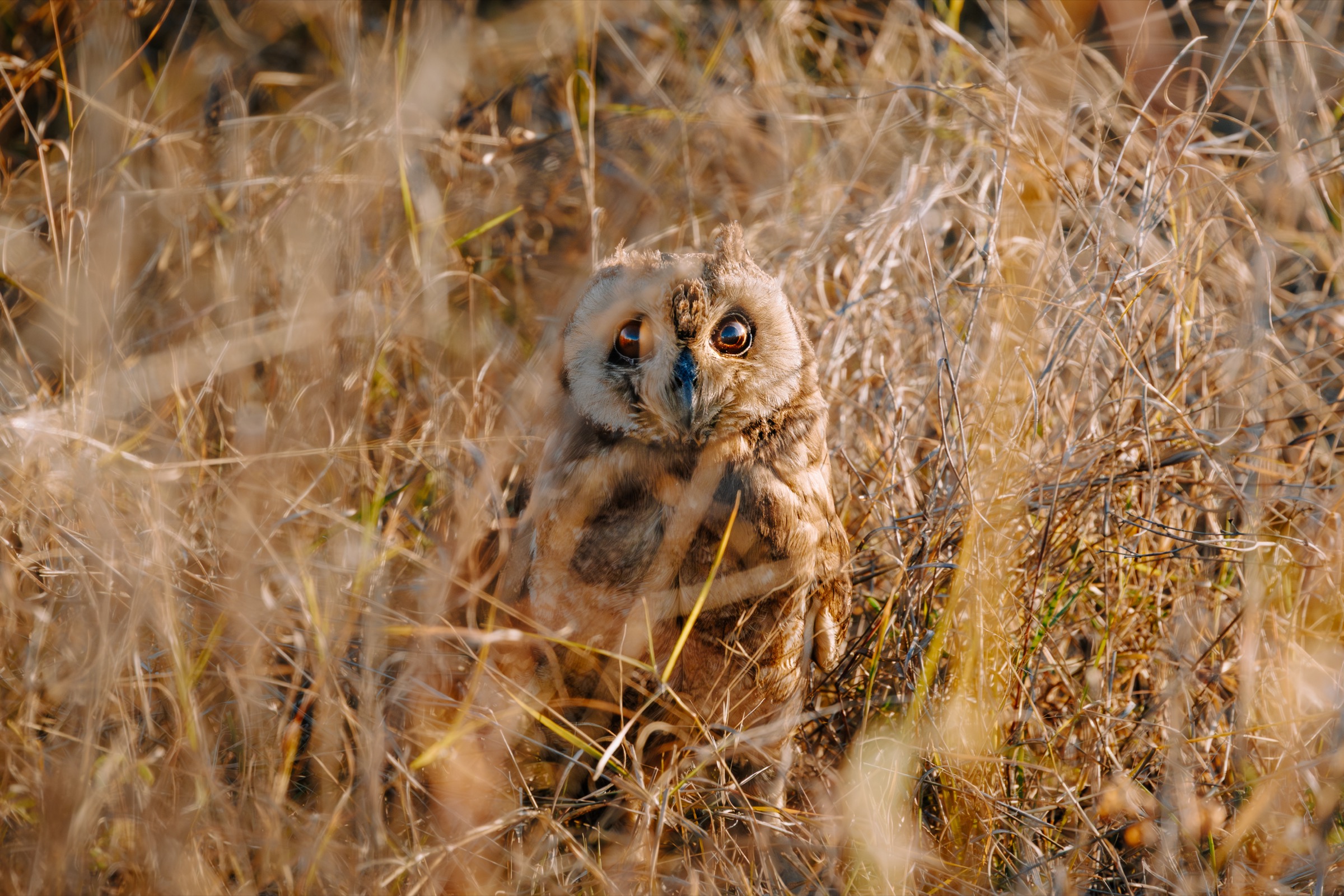 Botswana