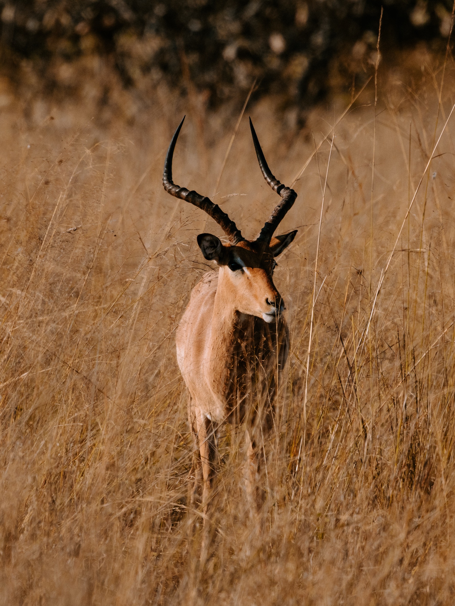 Botswana
