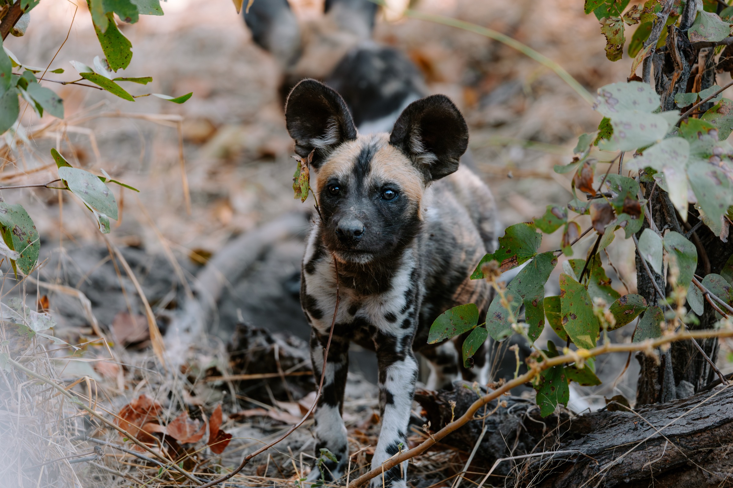 Botswana