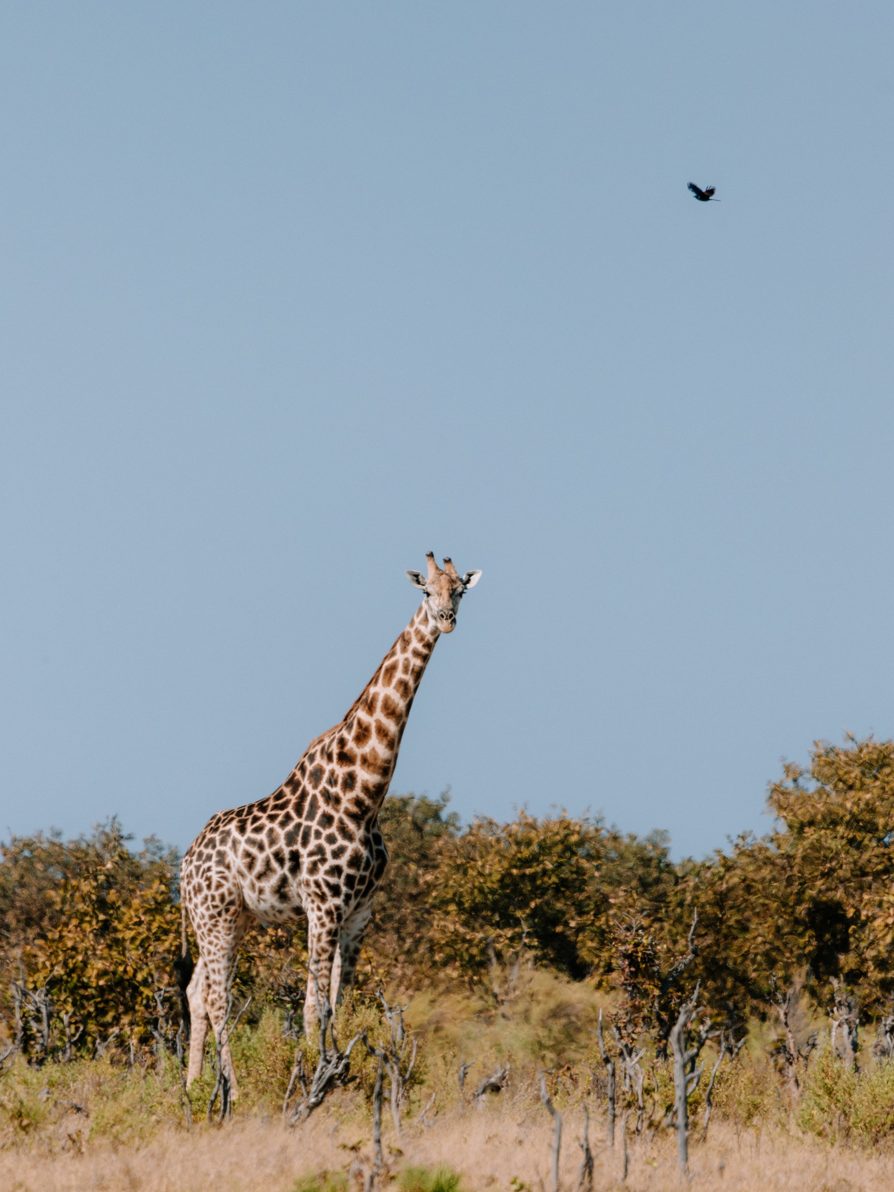 Botswana