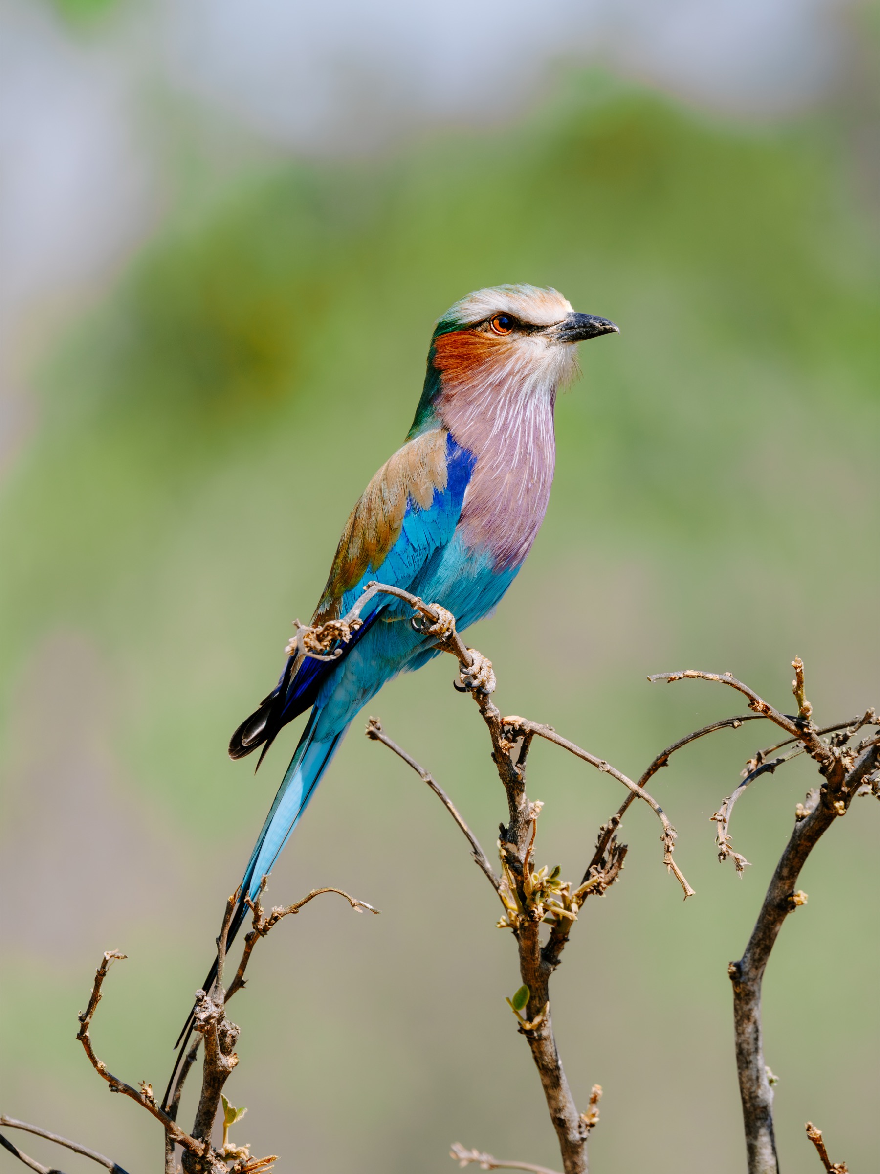Botswana