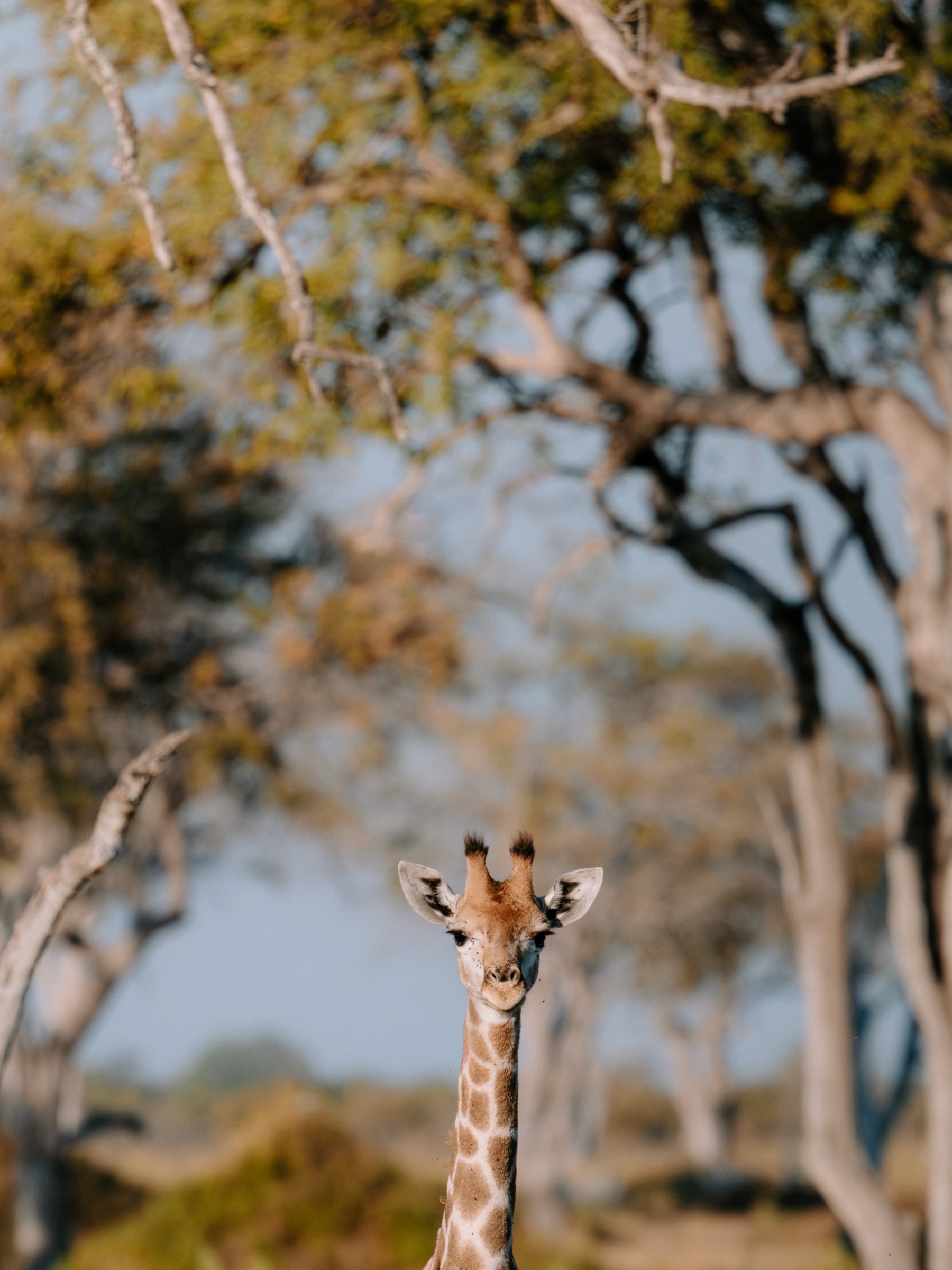 Botswana