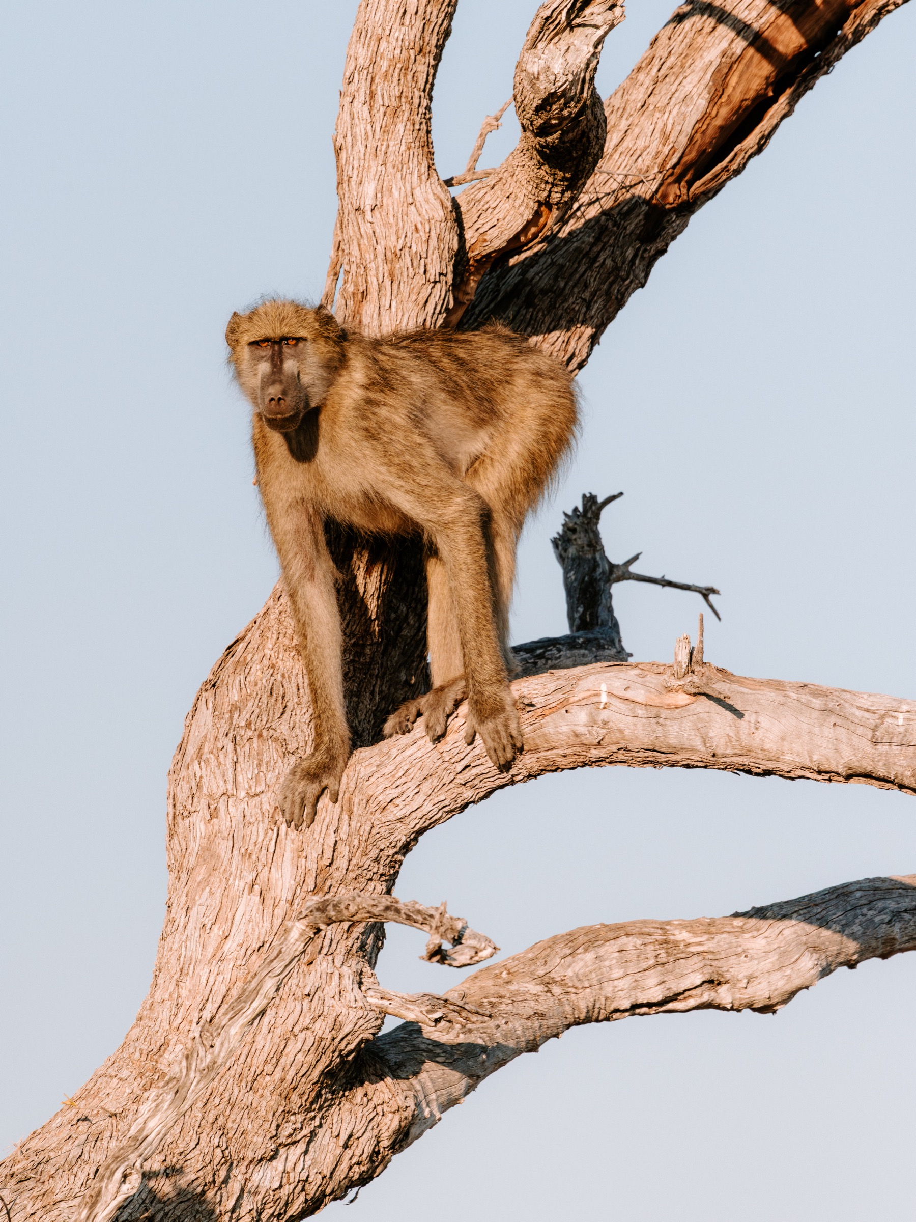 Botswana
