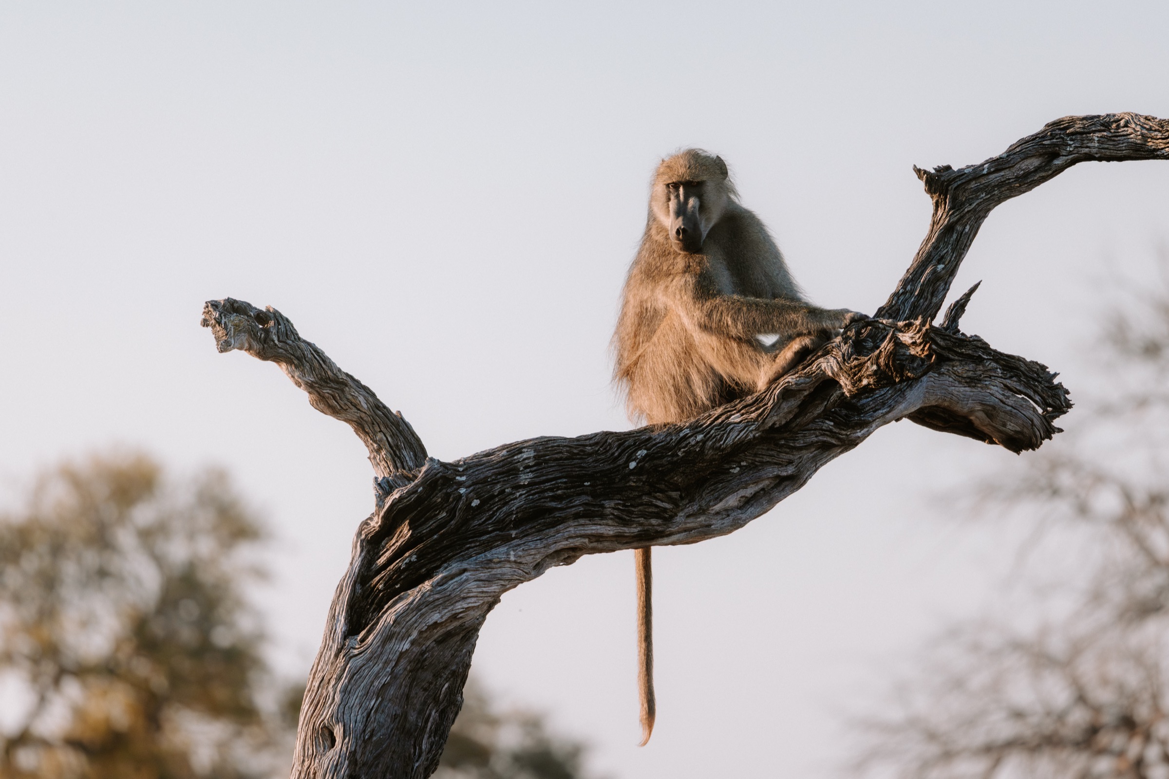 Botswana