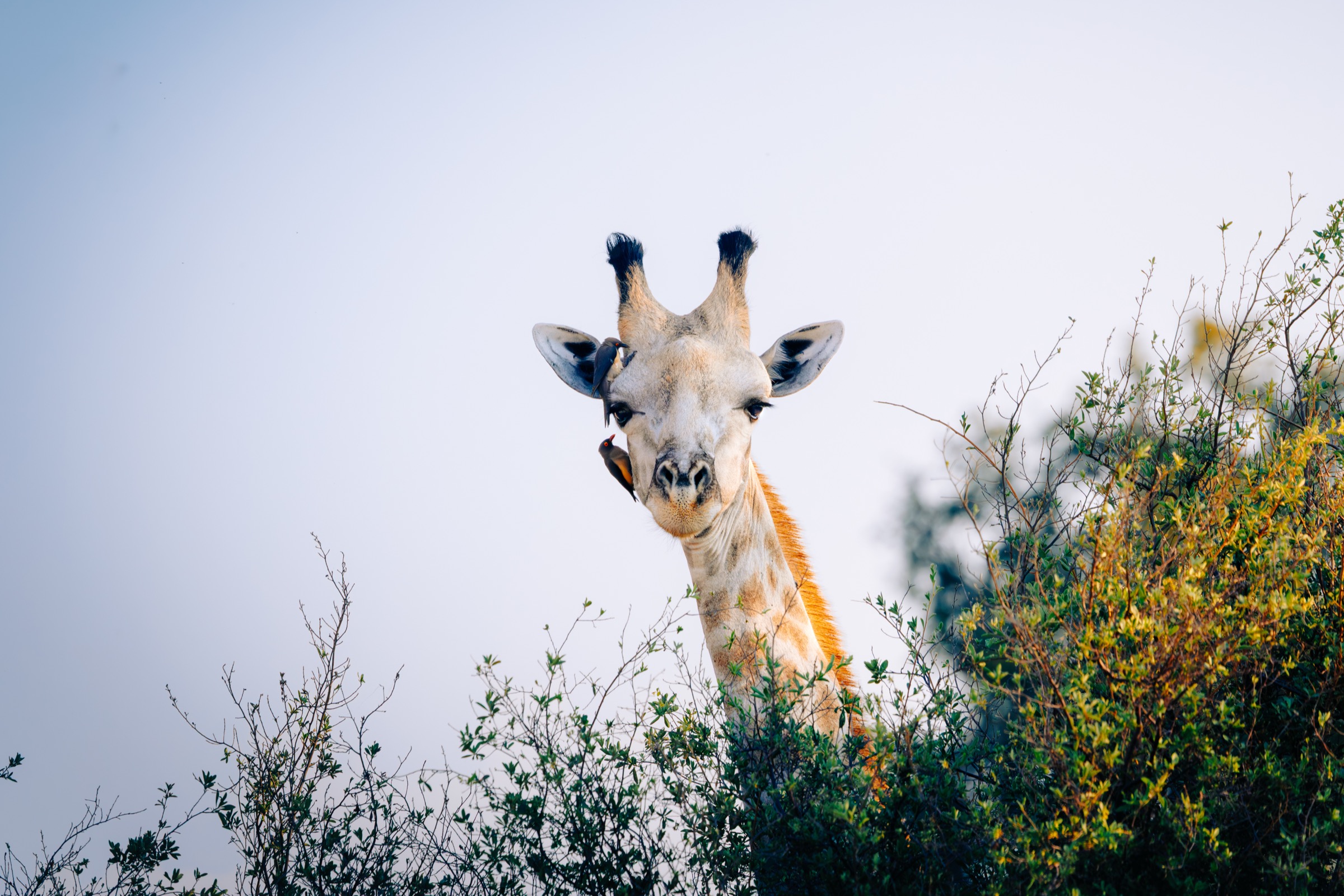 Botswana