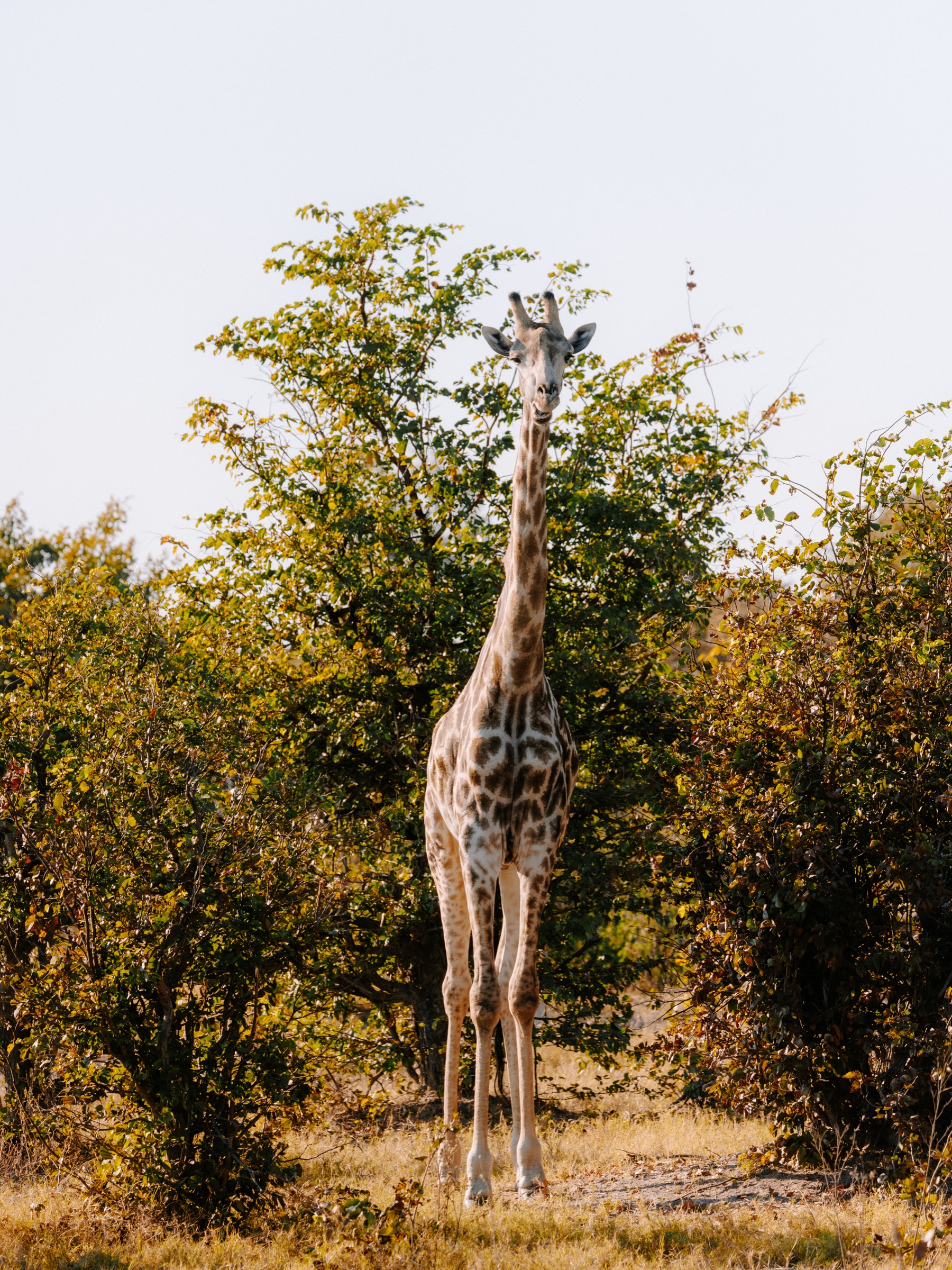 Botswana