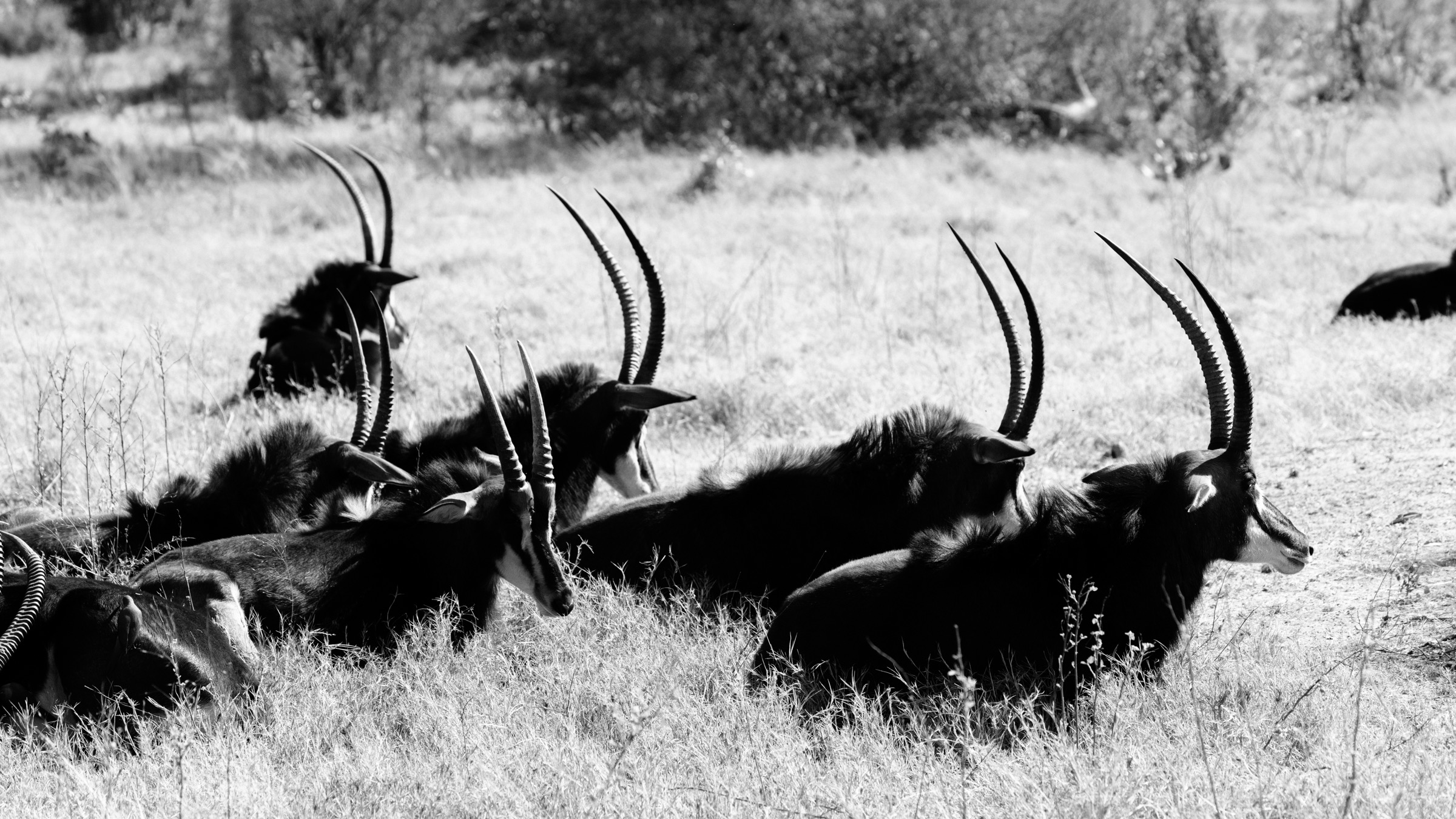Botswana — sable herd