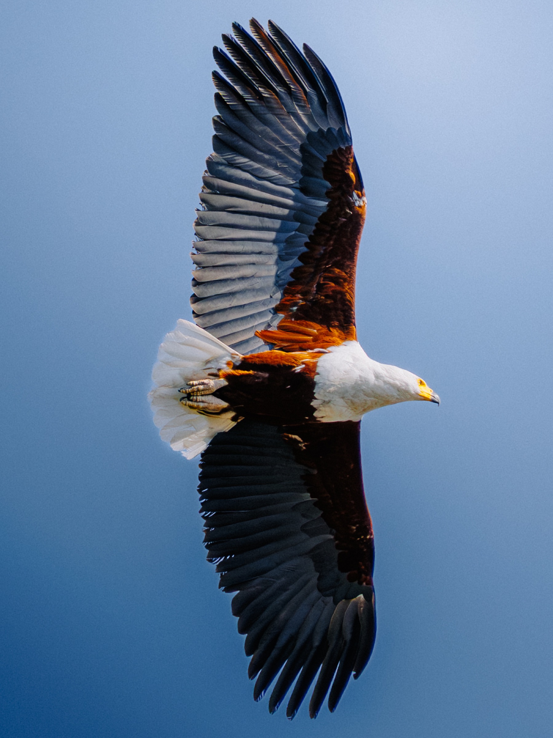 Botswana — eagle in flight