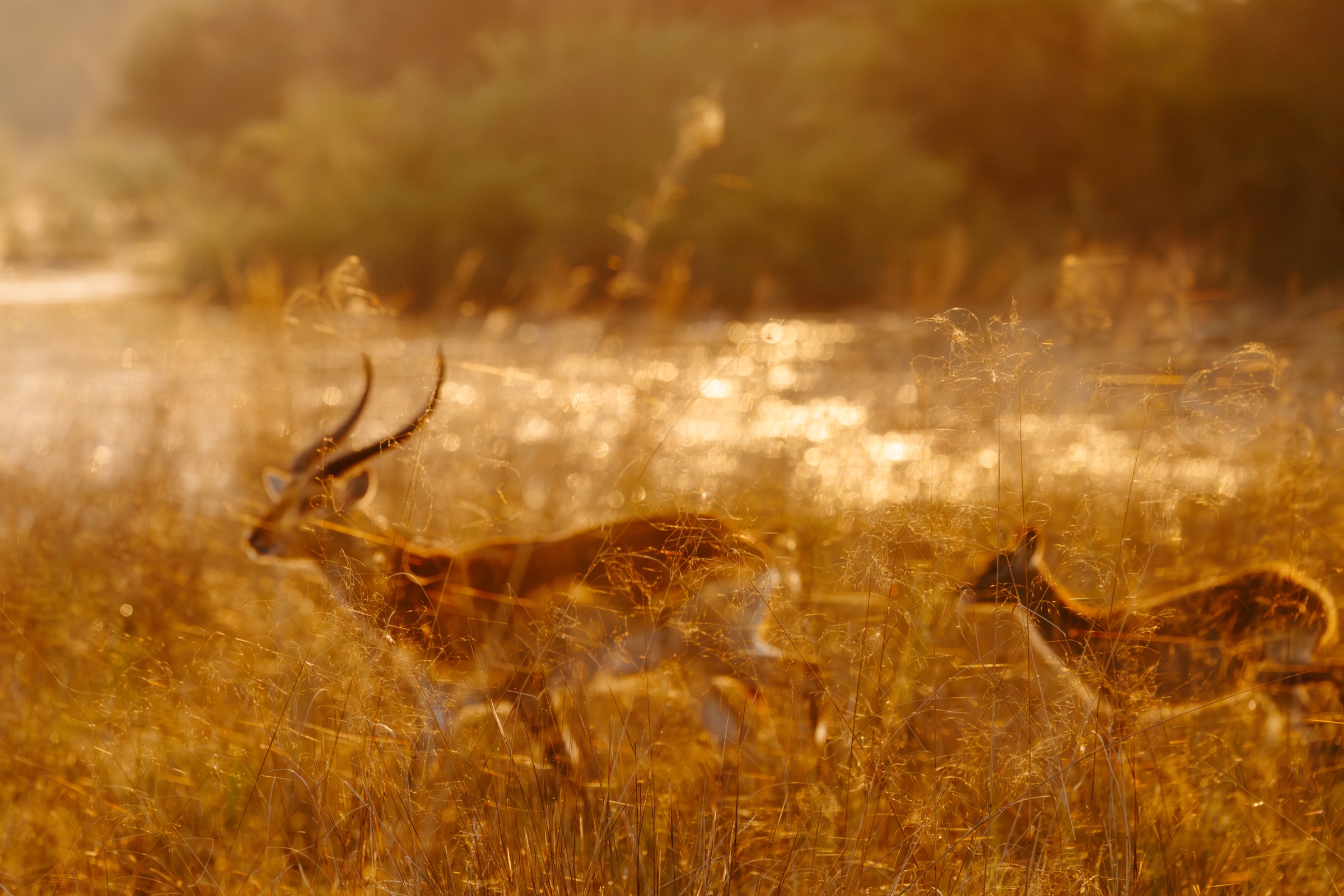 Botswana