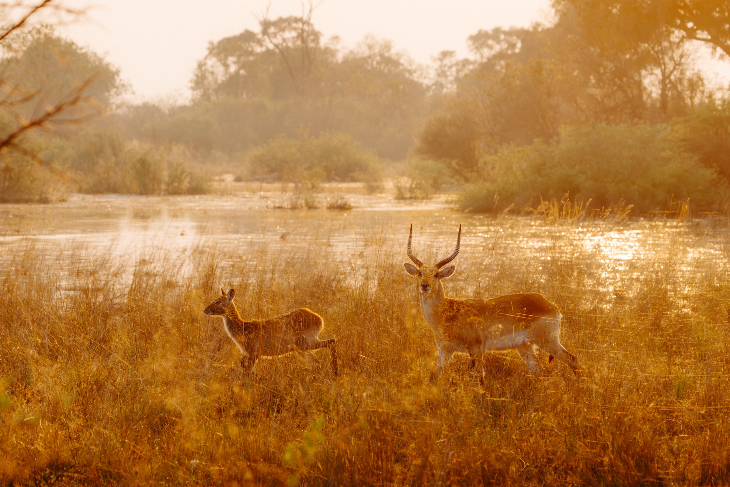 Botswana — antelope in golden grass