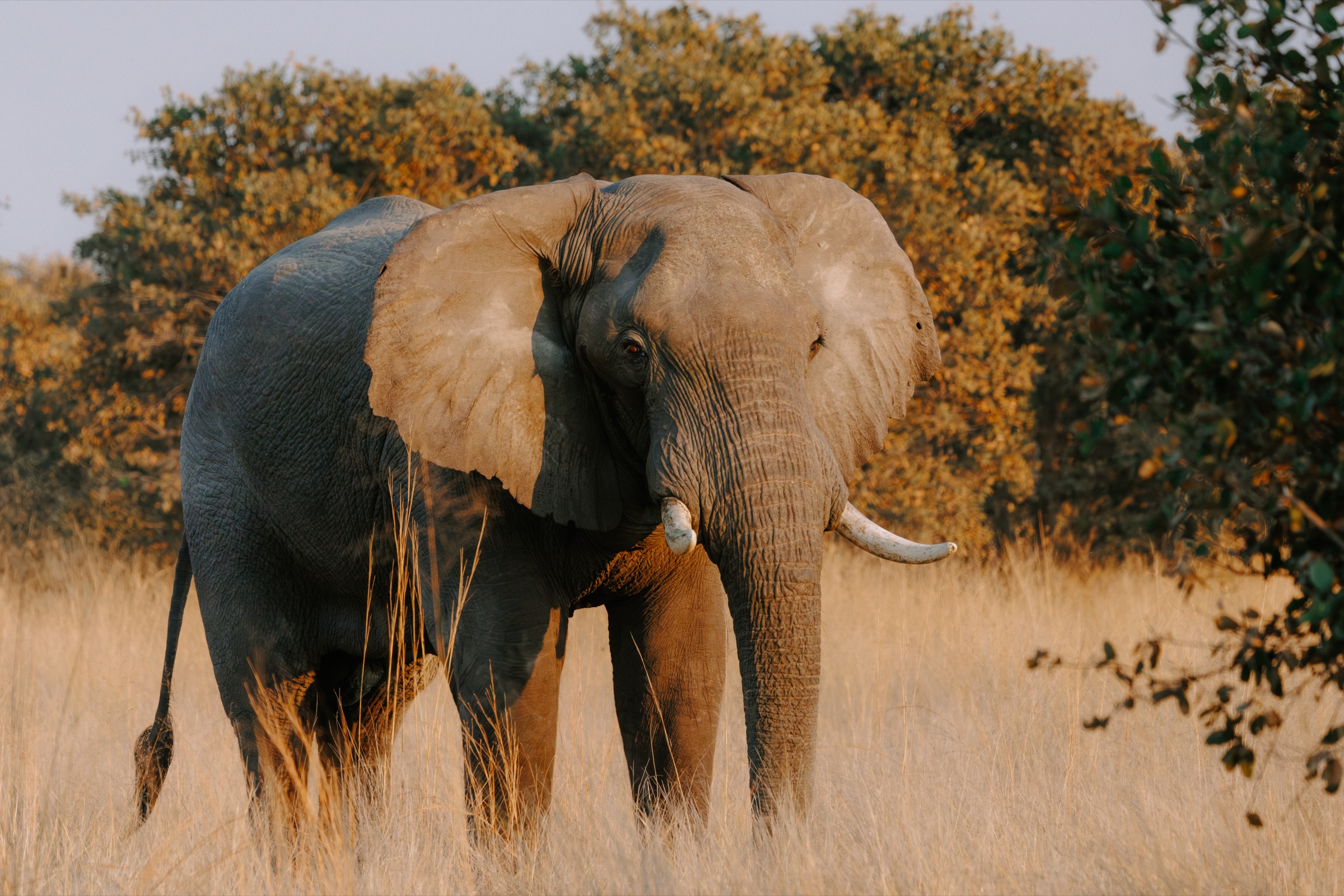 Botswana