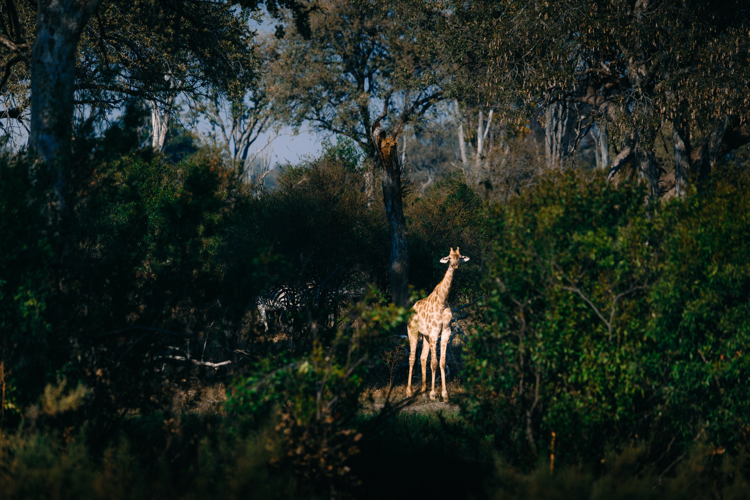 Botswana — giraffe in the woods