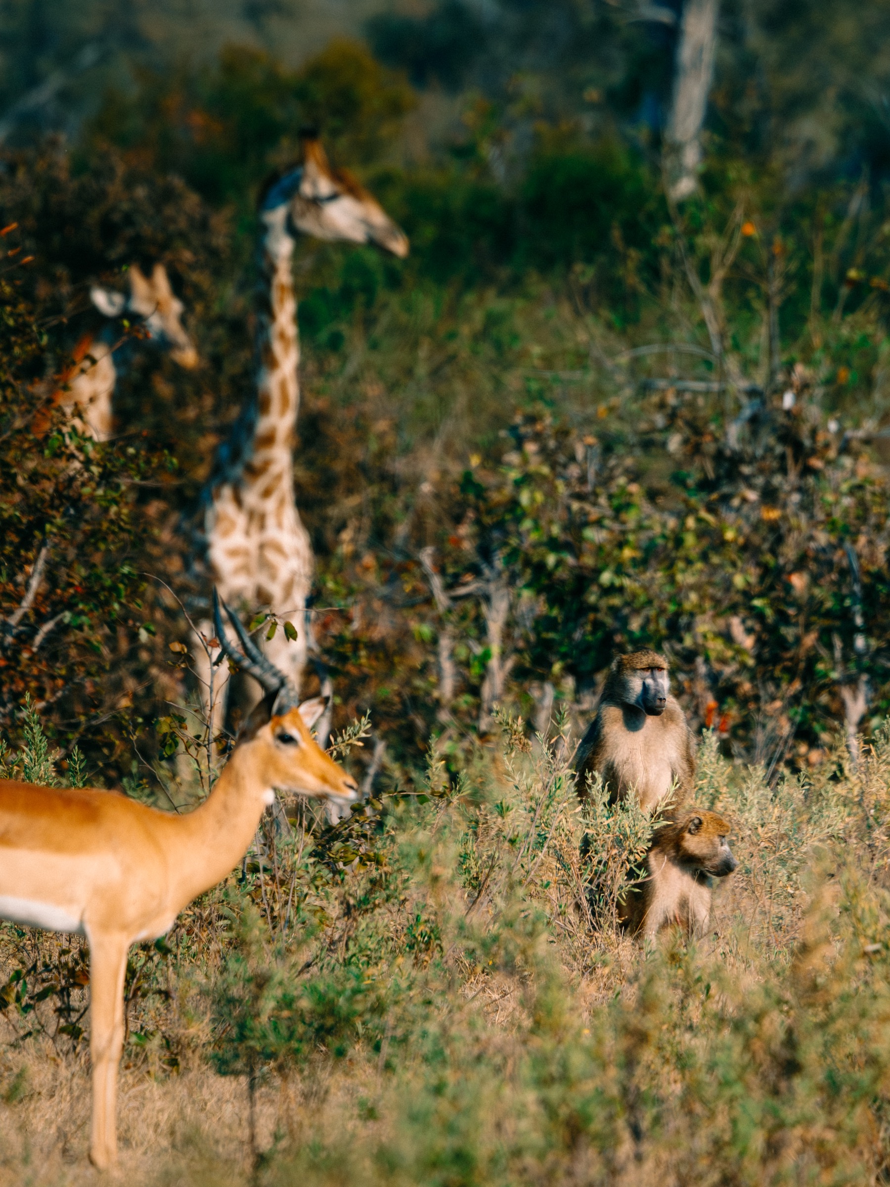 Botswana