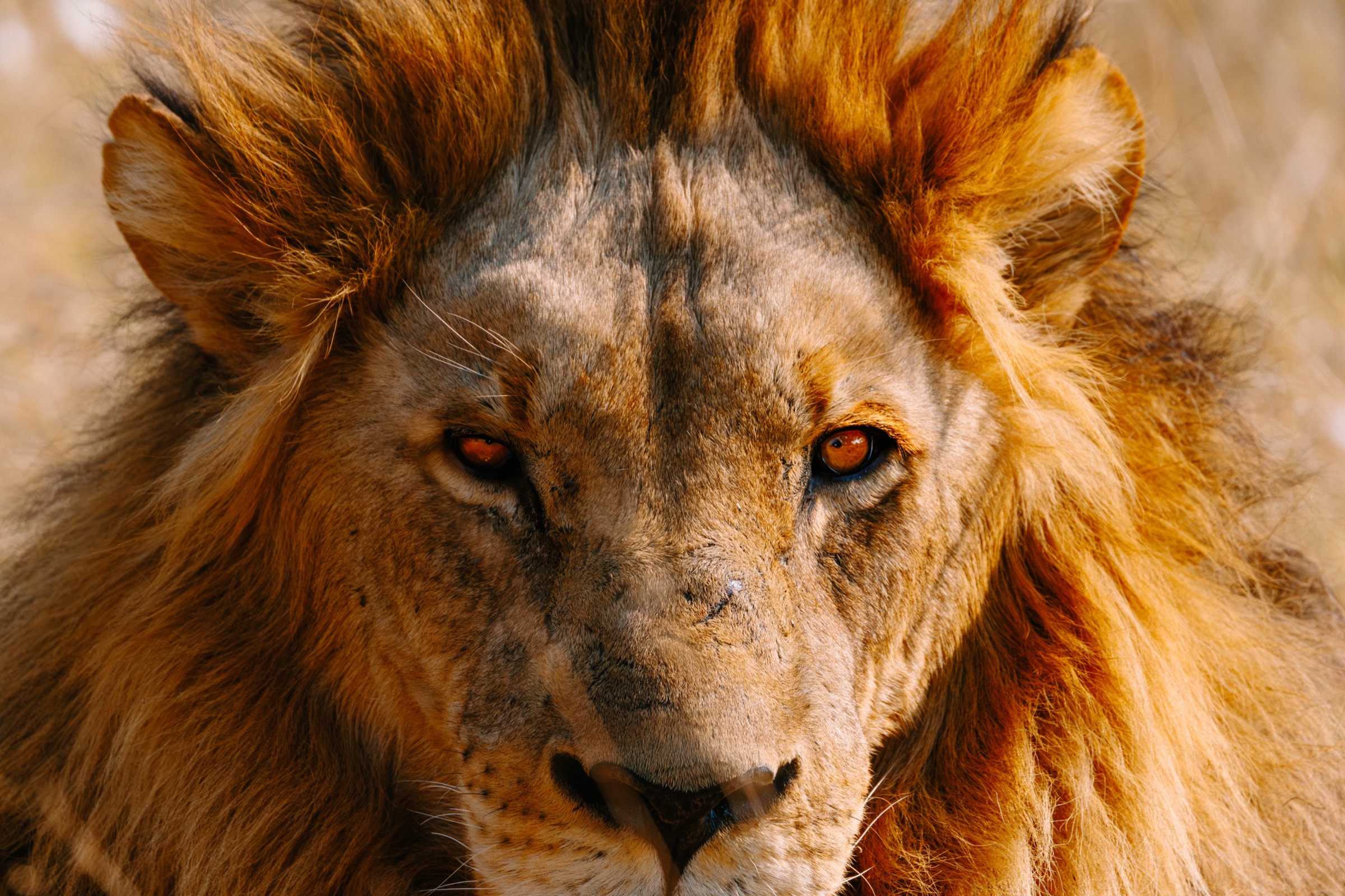 Botswana — lion portrait