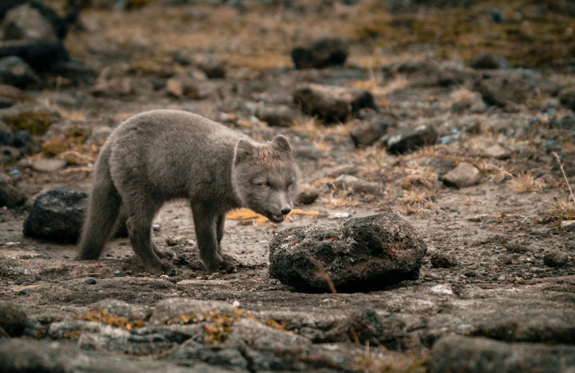 Iceland — arctic fox