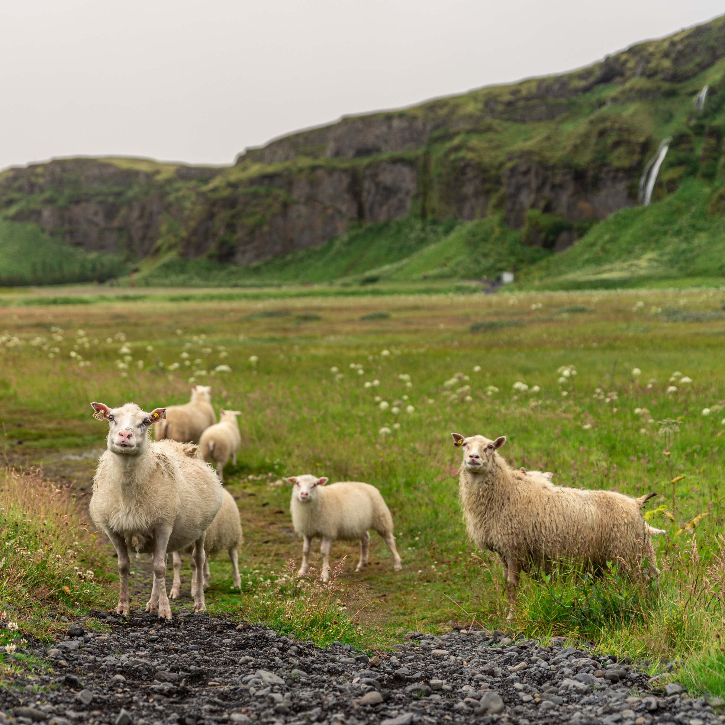Iceland — sheep