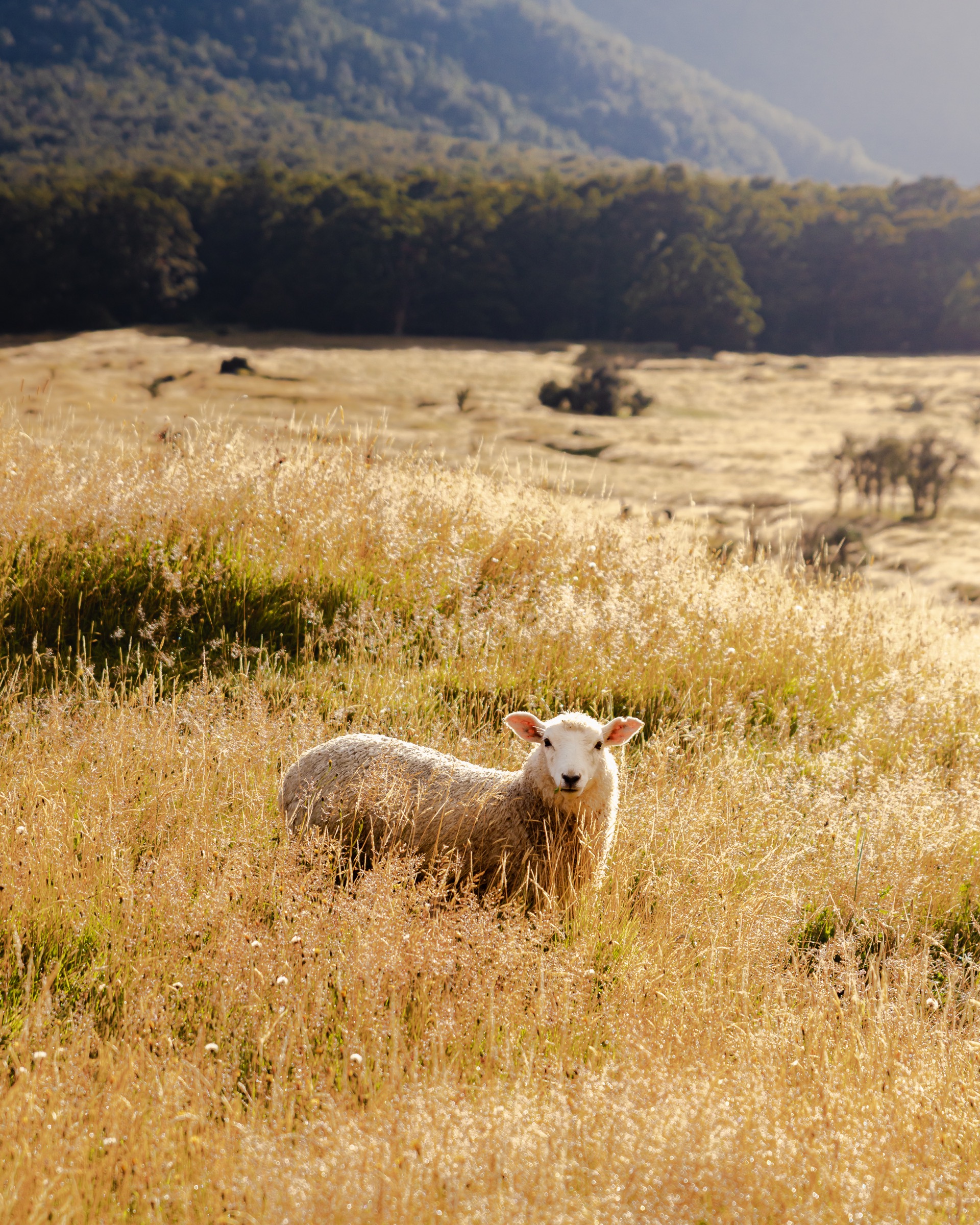 New Zealand