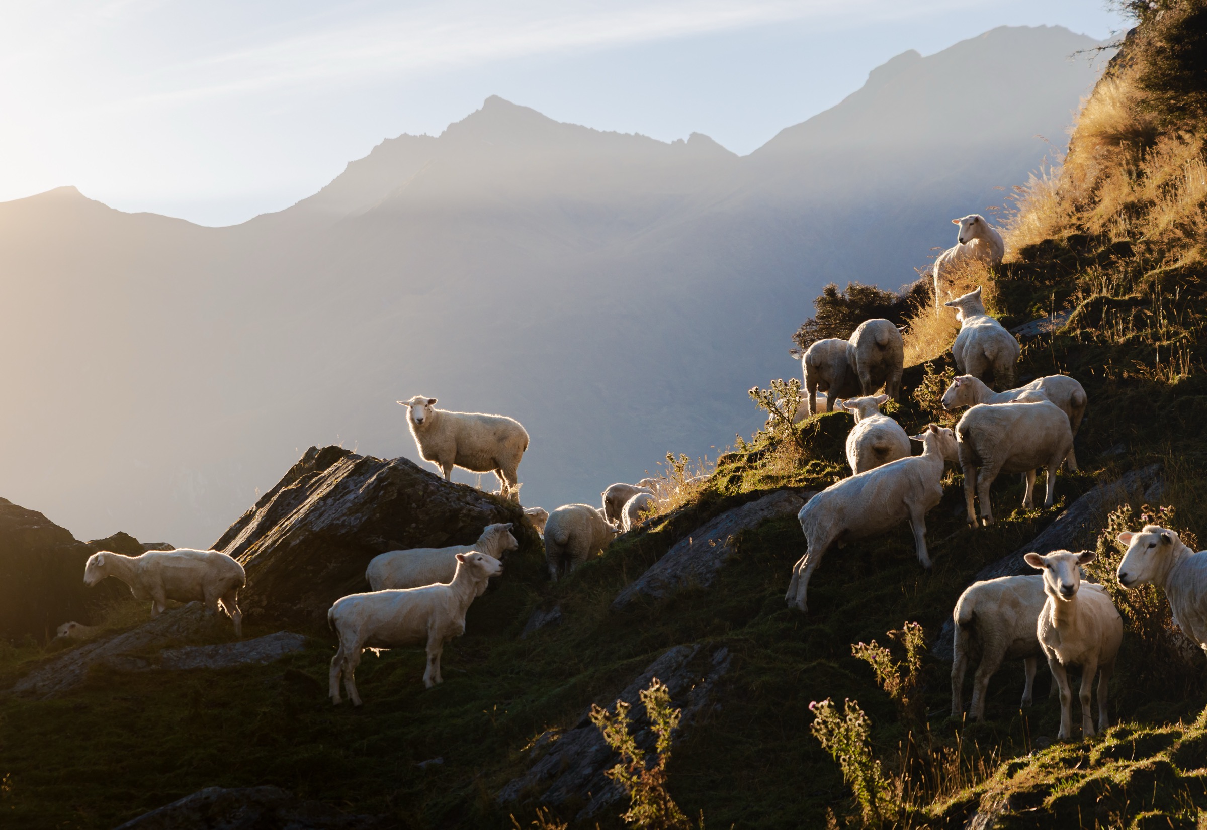 New Zealand