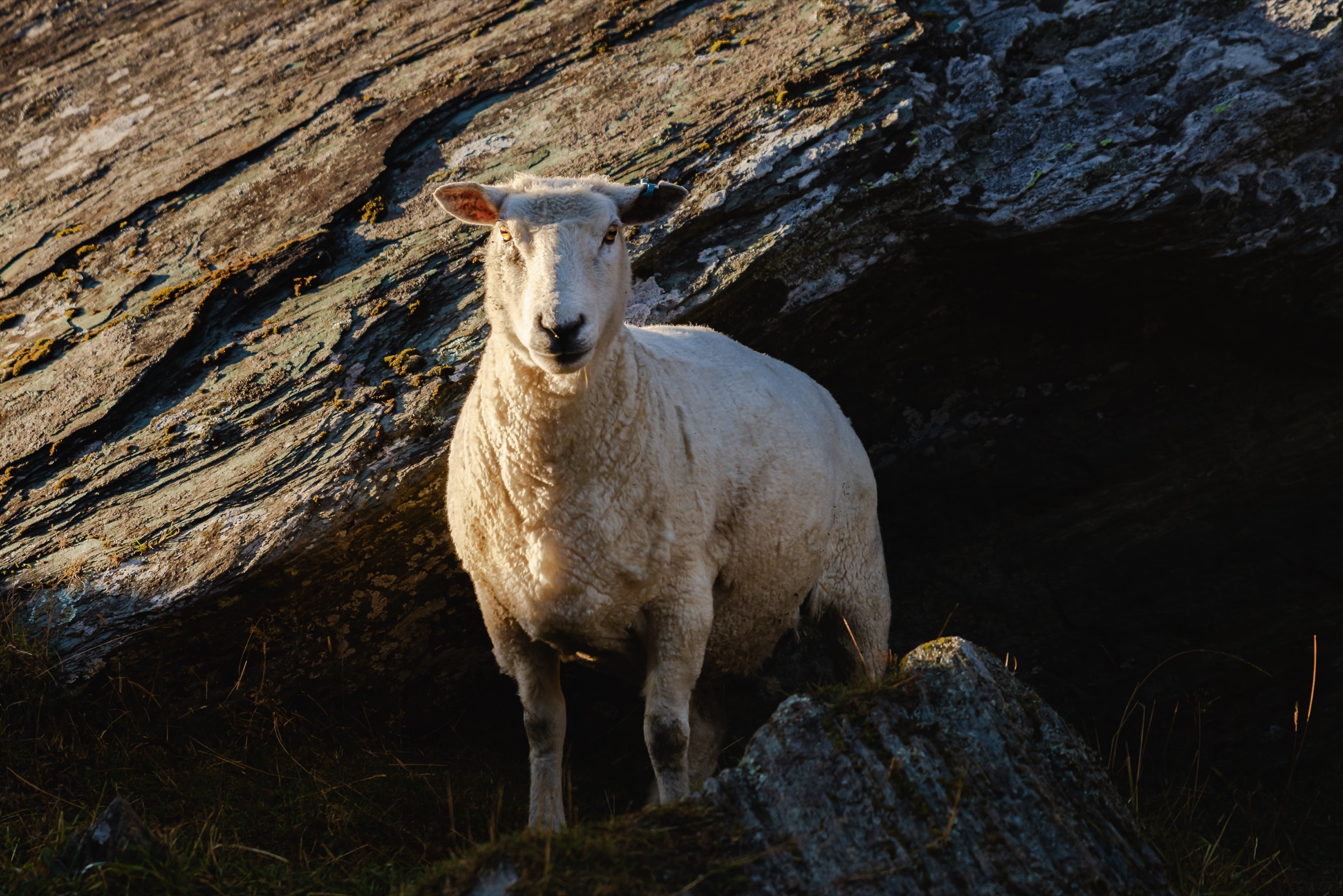 New Zealand — sheep portrait