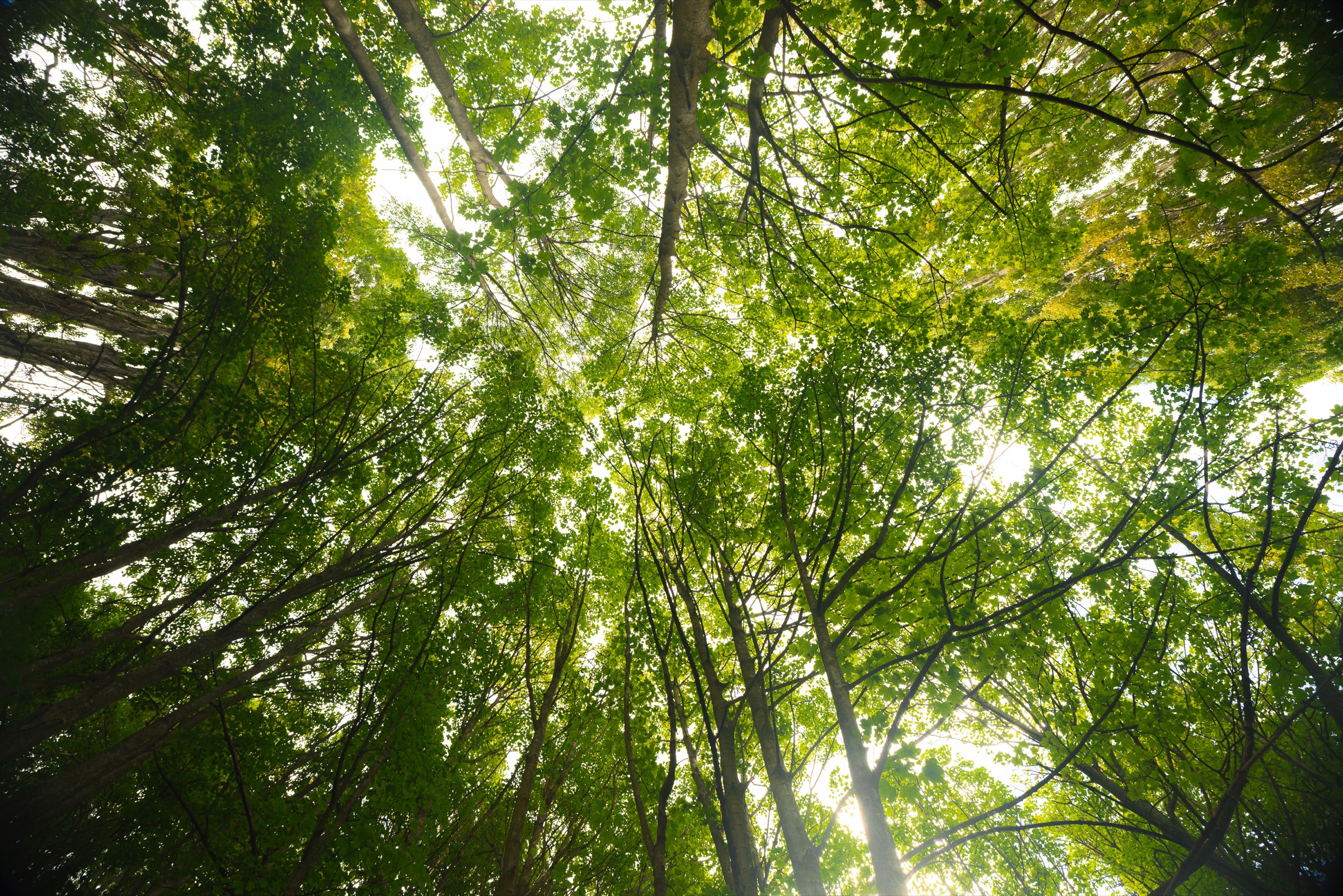 New Zealand — forest canopy