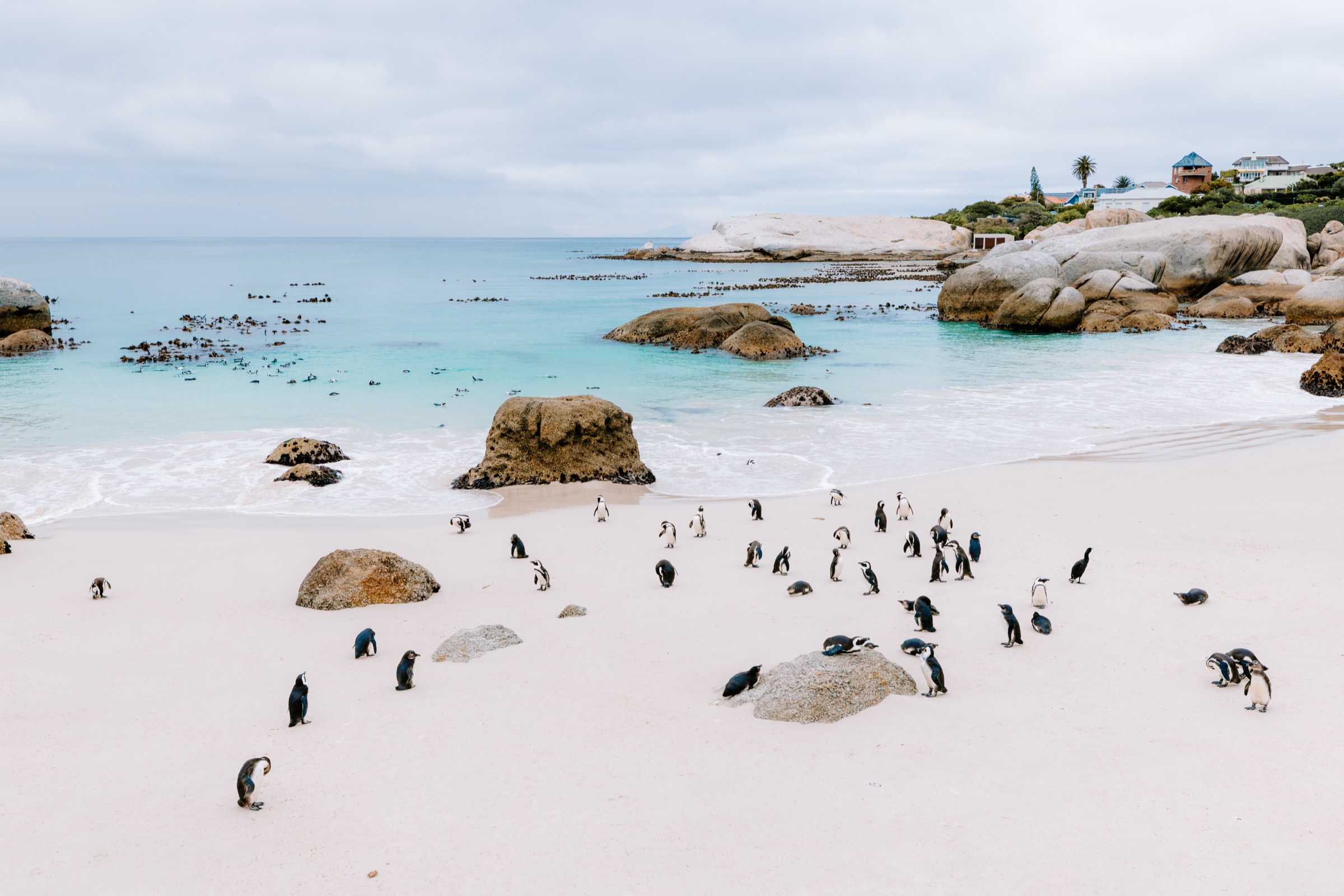 South Africa — African penguins, Boulders Beach
