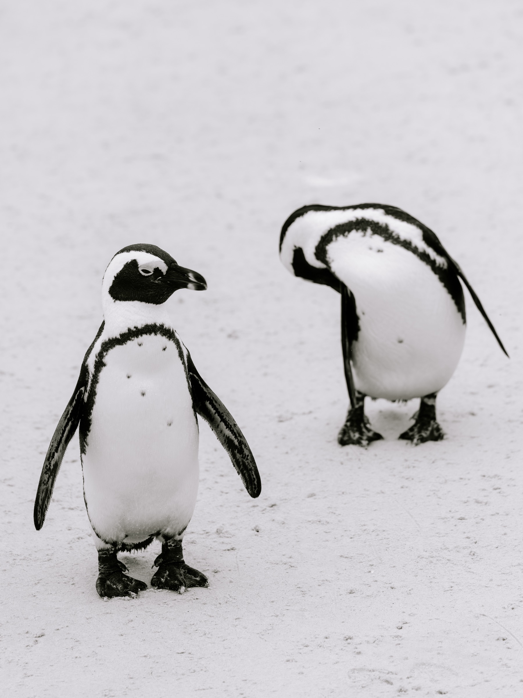 South Africa — African penguins, Boulders Beach