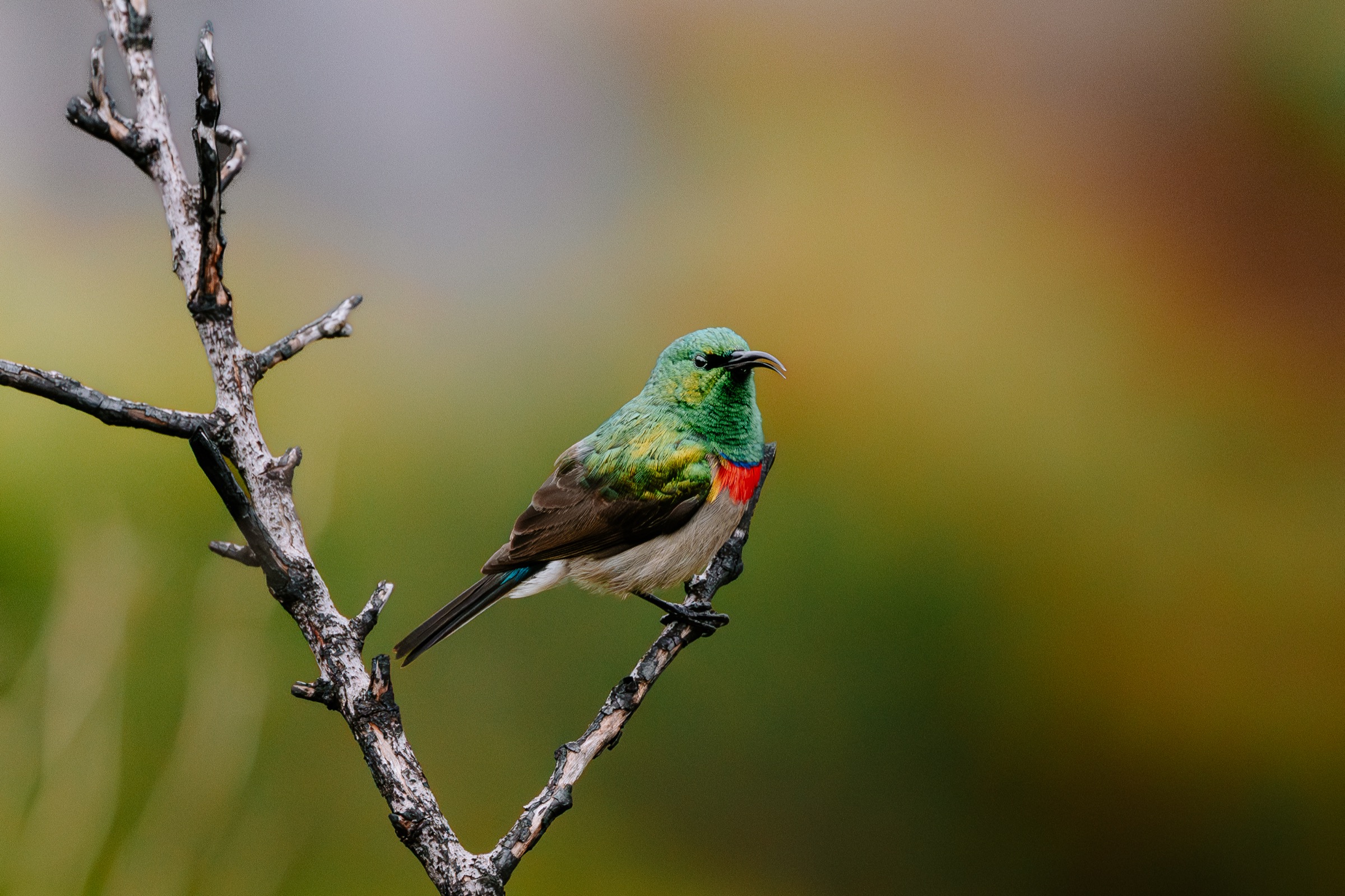 South Africa