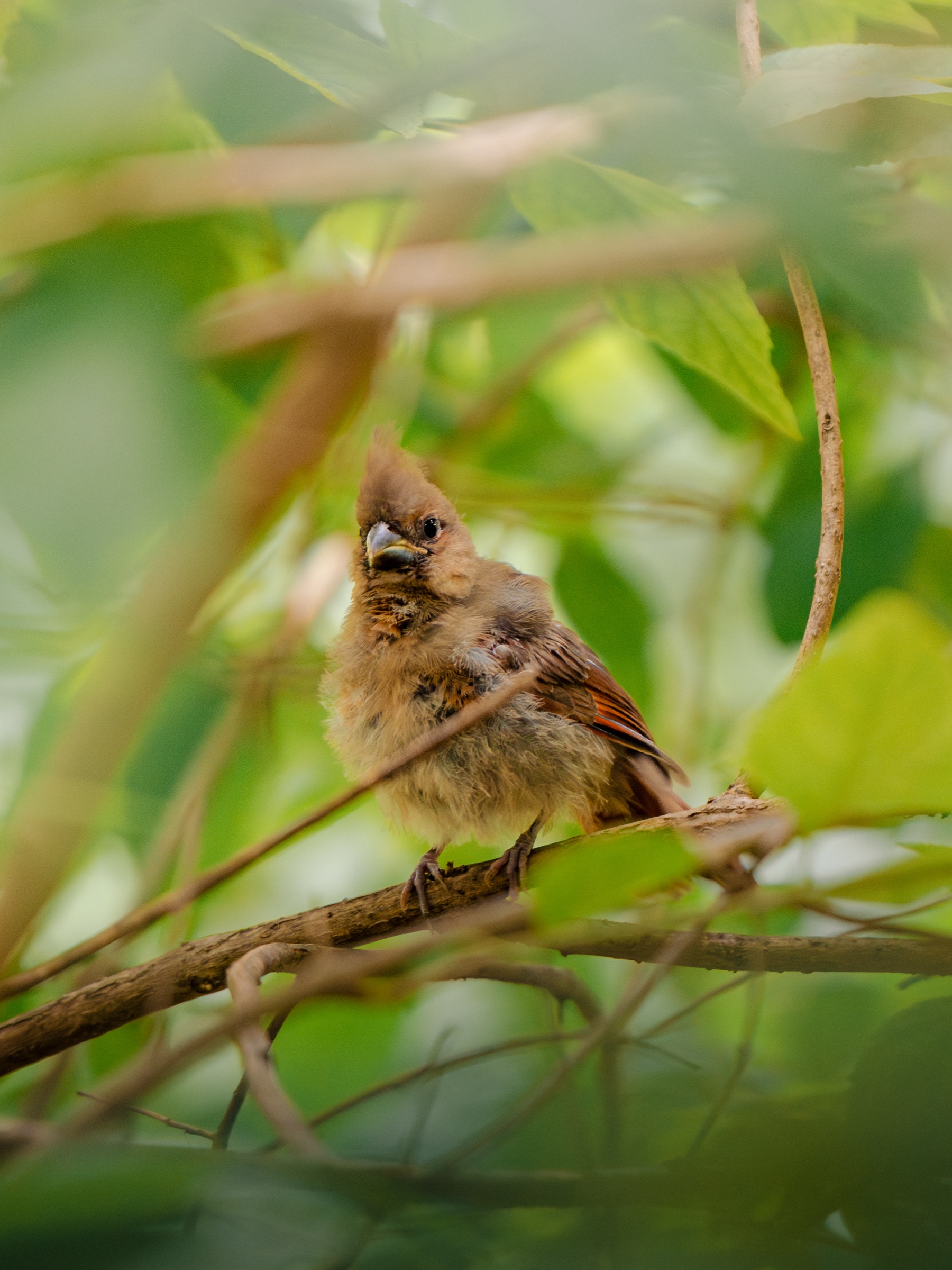 Texas — cardinal fledgling