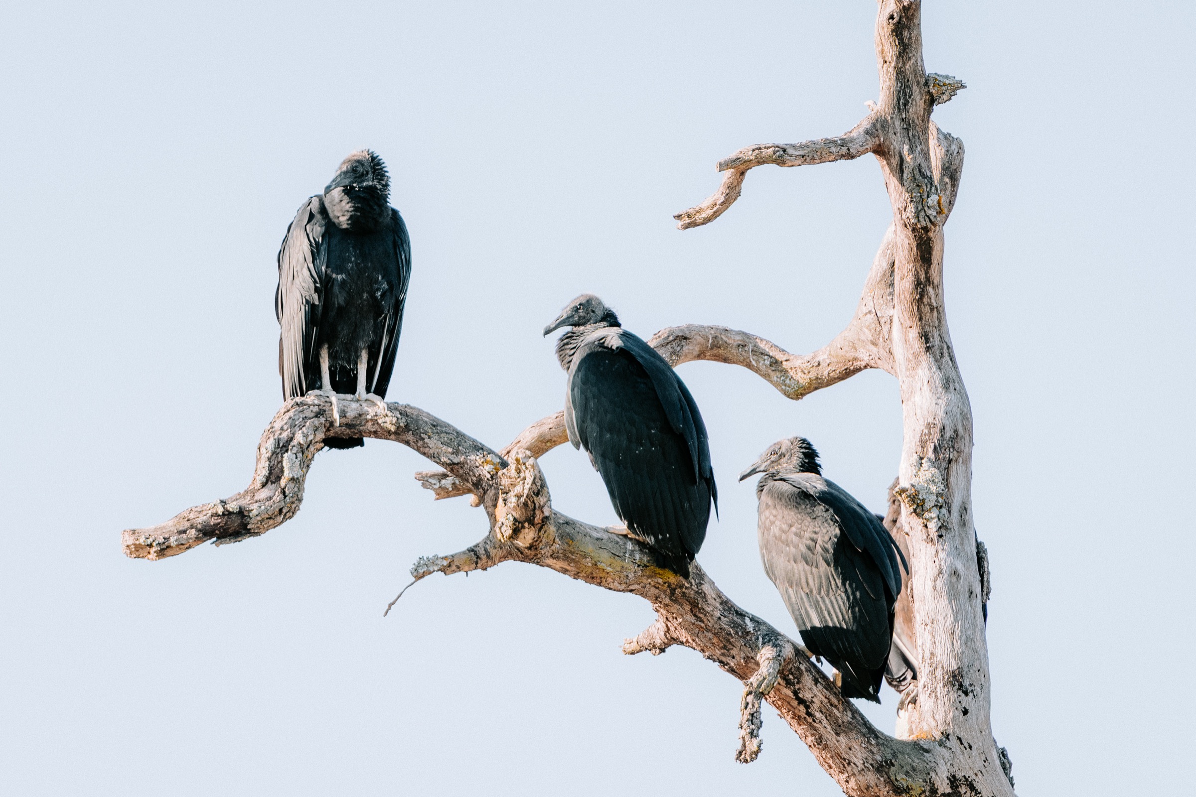 Texas — black vultures roosting
