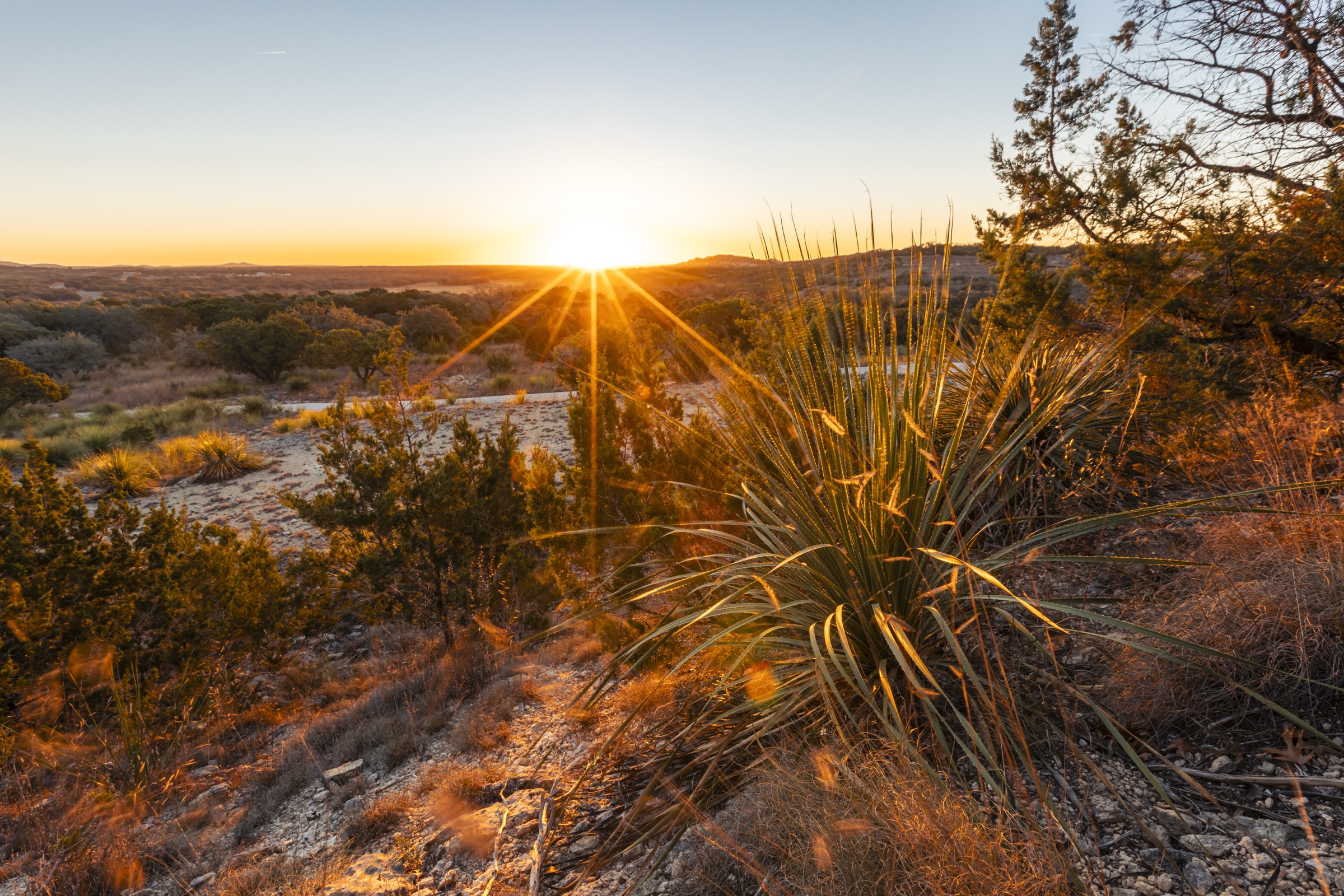 Texas — yucca at sunset