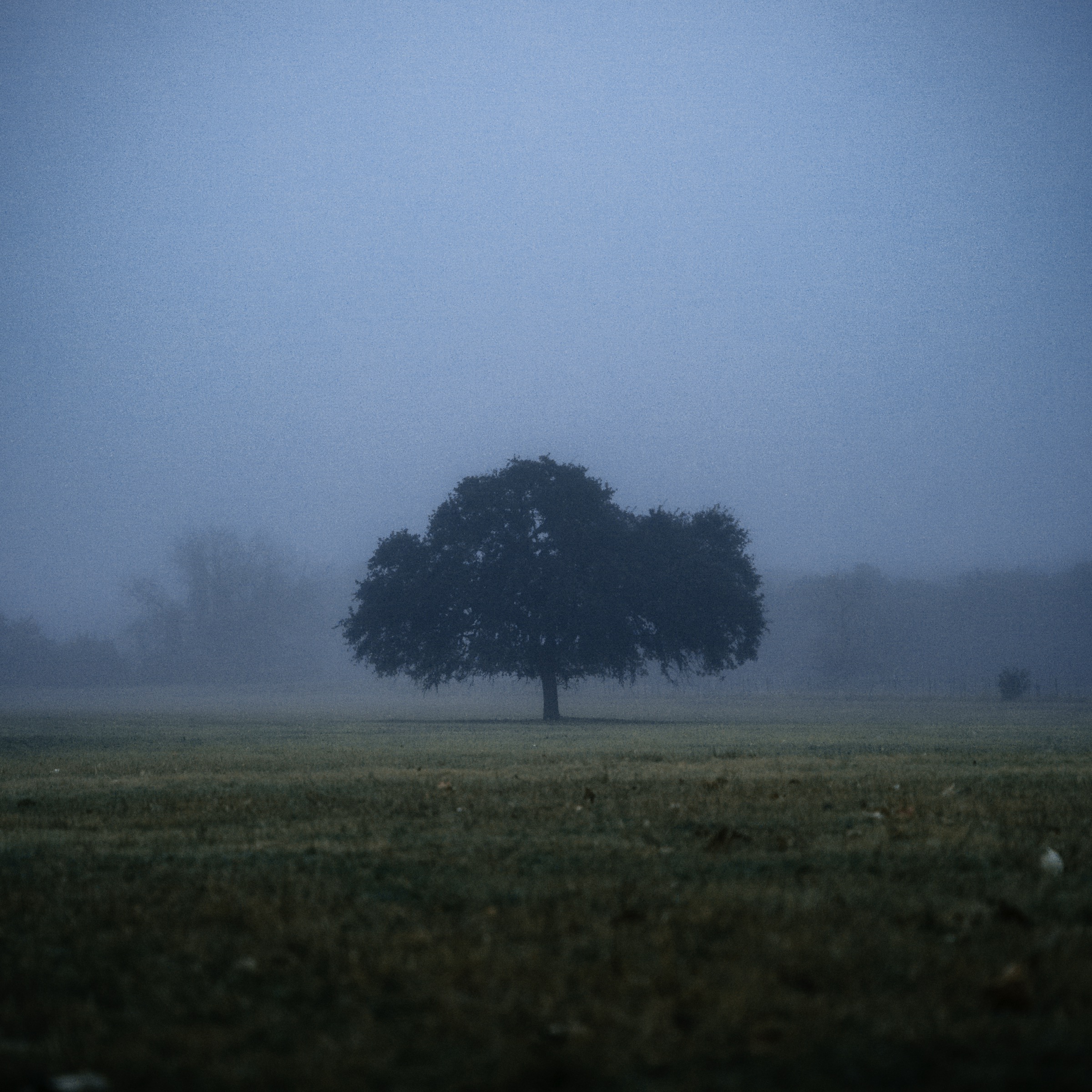 Texas — lone tree in fog