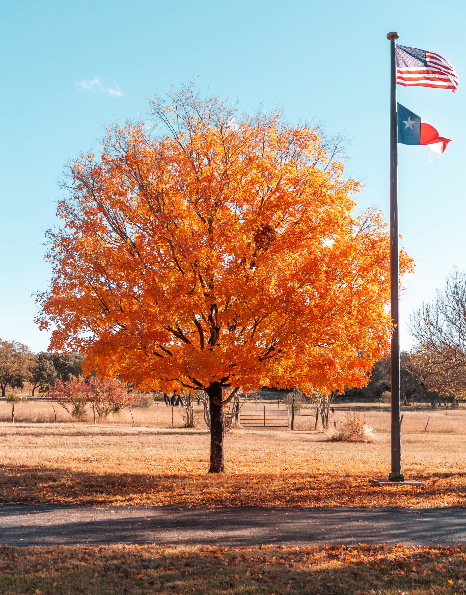 Texas