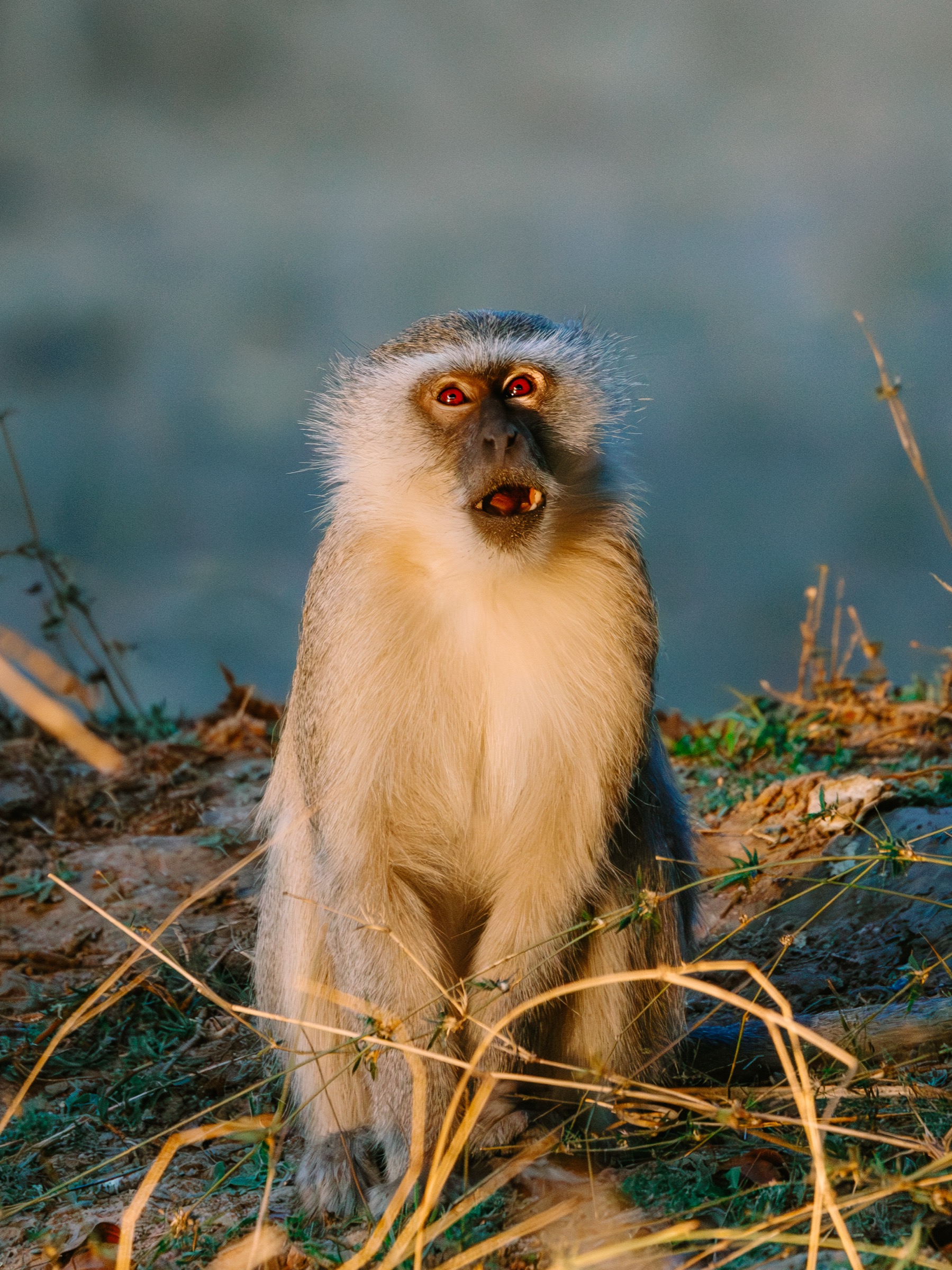 Zimbabwe — vervet monkey