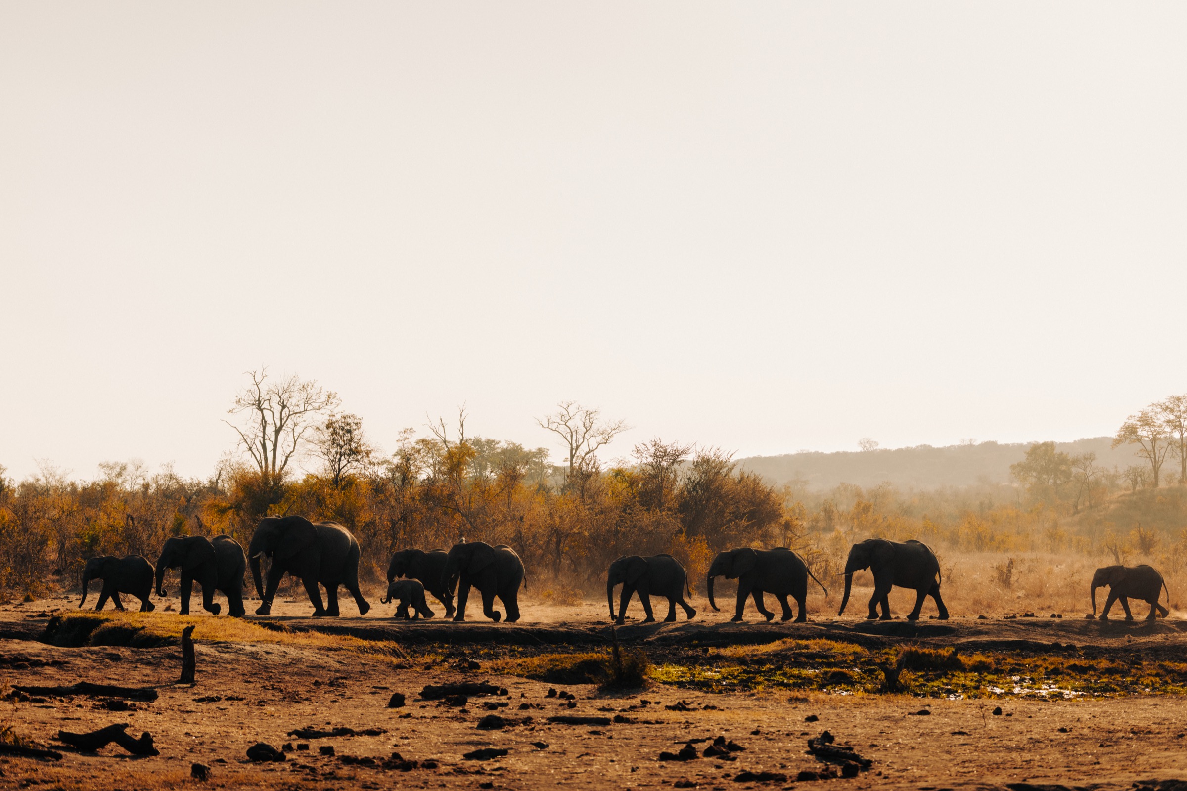 Zimbabwe — elephant herd at dusk
