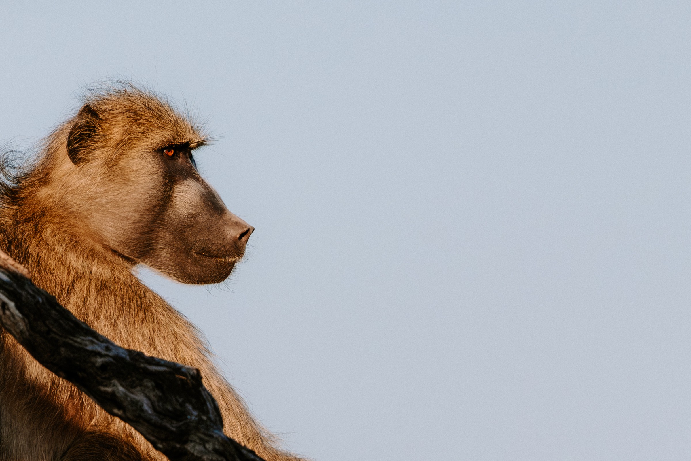 Lookout
